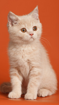 Cute pet-04