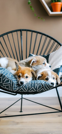 Corgi-PAIXIN