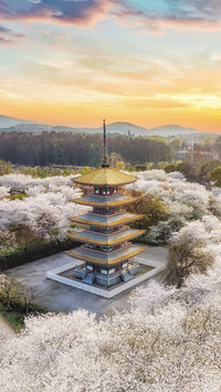 Wuhan cherry blossoms have been cleared to zero