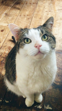 Closeup of cat sitting on hardwood floor