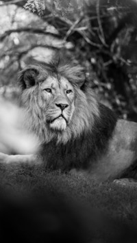 King Of Jungle (11)
