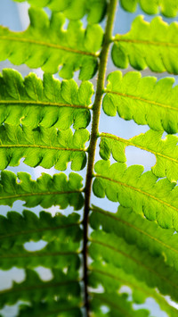 Green eye protection wallpaper