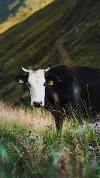 The Animal World-PAIXIN