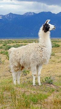 Lovely alpaca-03