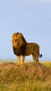 The price of having a mane 72