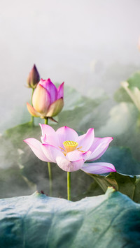 荷花汇