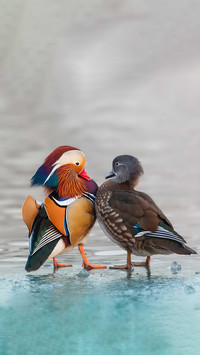 The most chaotic animal in the world of mandarin ducks