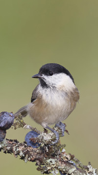 Why is it called the marsh tit