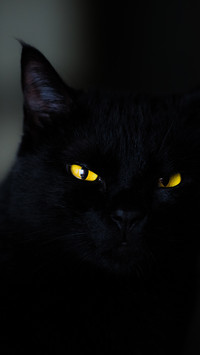 animal