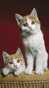 How to make your cat love you more 14