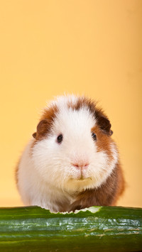 Raising dutch pigs is actually very soothing