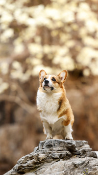 How to make friends with dogs