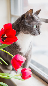 呵护猫咪的眼睛