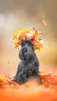 A black miniature schnauzer dog