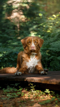 Dog175
