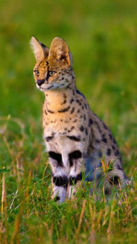 Big long legs in the animal kingdom