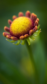 PAIXIN_Plant (2)
