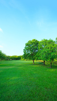 Green forest trails