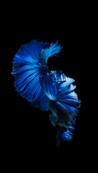 Goldfish 3