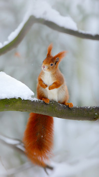 Cute Red Squirrel in Winter Scene with Snow Blurred Forest