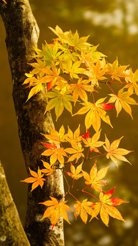 One leaf knows autumn