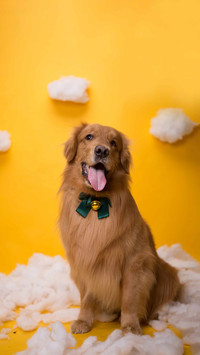 How big can a golden retriever grow