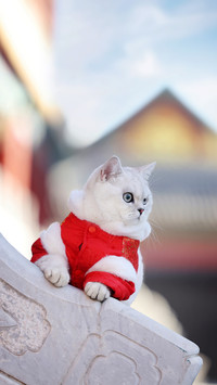 Today people are not as good as cats