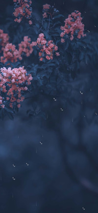 细雨花间