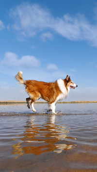 Do dogs also fear water 9
