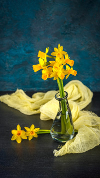 Bright spring yellow miniature daffodils in glass vases