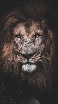 King Of Jungle (6)