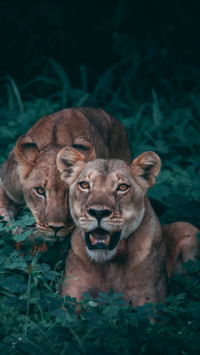 King Of Jungle (3)