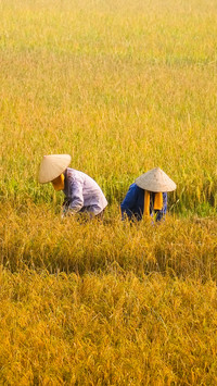 Working in the fields