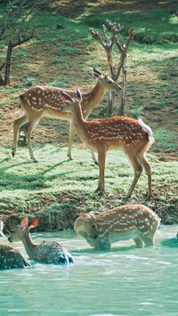Summer deer bathing in the lake