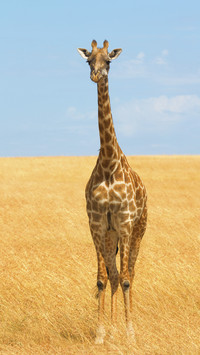 Beautiful Giraffe on Grassland