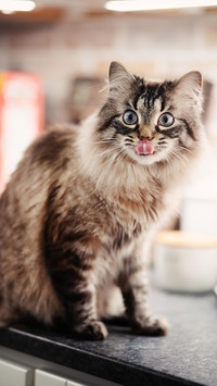 The kitten stuck out its tongue