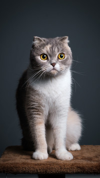 Cats in these environments are more tolerant 84