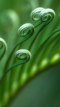 The softness of the new leaves of the cycad