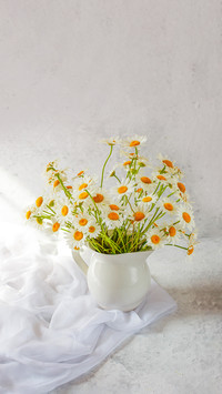 Bouquet of daisies on a light background