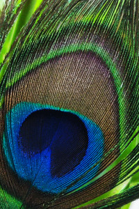 Peacock Feather.jpg