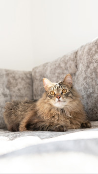 Fluffy Brown Tabby Cat Hanging Out on Gray Sofa