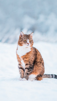 Brown and White Cat with Black Stripes Sitting in the Snow