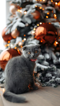 Cute pet-09