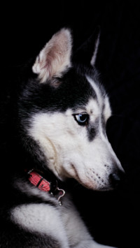 Puppy Love (14)