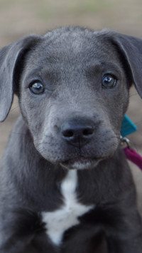 Puppy Love