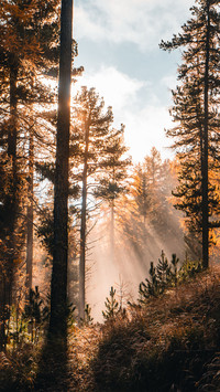The sunlight shines on the forest