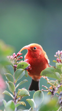 Birds have strange mouths 14