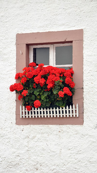 The flowers on the windowsill