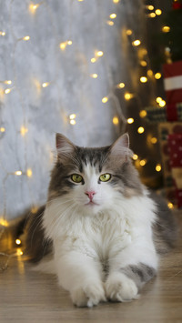 Invincible cat rolling artifact 80