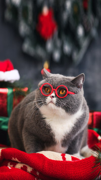 Cat Basic Nutrition 4